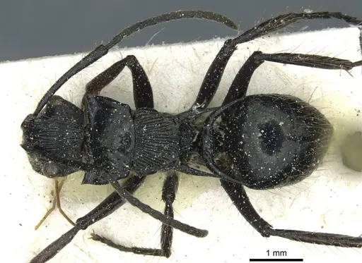 Polyrhachis coerulescens specimen CASENT0912095 image casent0912095_1