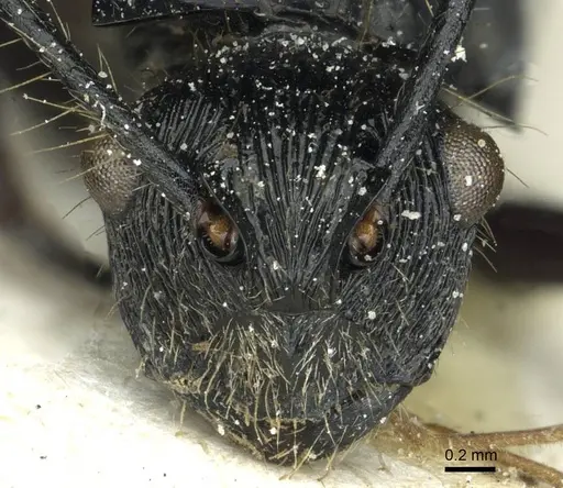Polyrhachis coerulescens specimen CASENT0912095 image casent0912095_2
