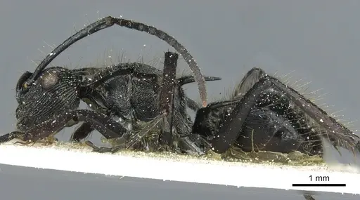 Polyrhachis coerulescens specimen CASENT0912095 image casent0912095_3