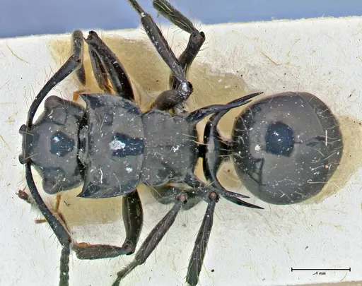 Polyrhachis coerulescens specimen FOCOL2924 image focol2924_1