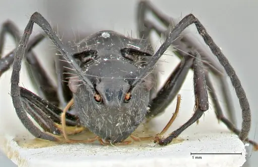 Polyrhachis coerulescens specimen FOCOL2924 image focol2924_2
