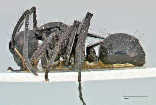Polyrhachis coerulescens specimen FOCOL2924 image focol2924_3