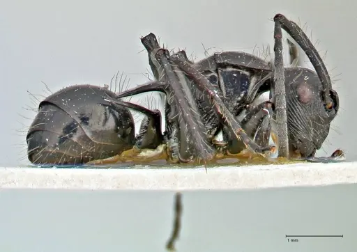 Polyrhachis coerulescens specimen FOCOL2924 image focol2924_4