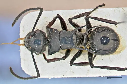Polyrhachis coerulescens specimen FOCOL2925 image focol2925_1