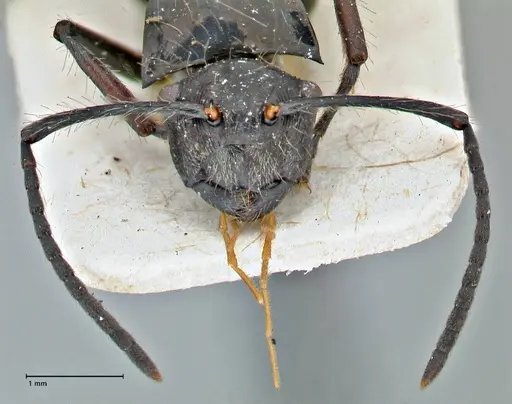 Polyrhachis coerulescens specimen FOCOL2925 image focol2925_2