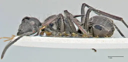 Polyrhachis coerulescens specimen FOCOL2925 image focol2925_3