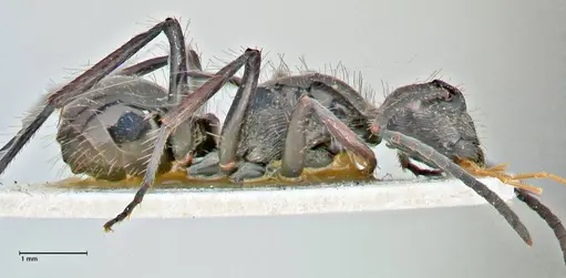 Polyrhachis coerulescens specimen FOCOL2925 image focol2925_4