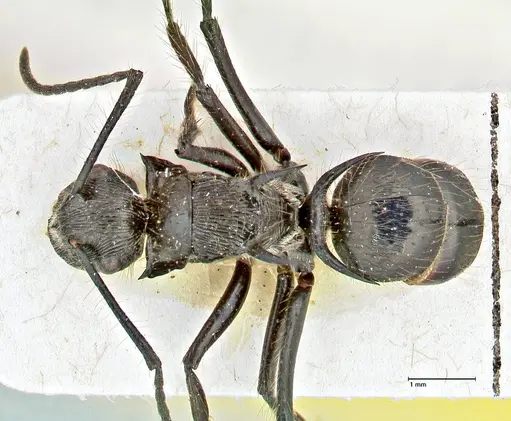 Polyrhachis coerulescens specimen FOCOL2926 image focol2926_1