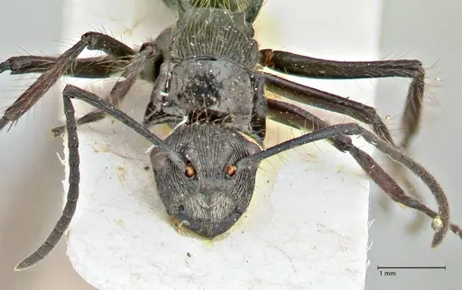 Polyrhachis coerulescens specimen FOCOL2926 image focol2926_2