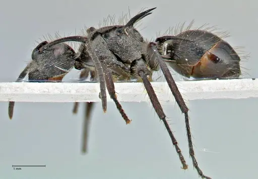 Polyrhachis coerulescens specimen FOCOL2926 image focol2926_3