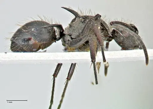 Polyrhachis coerulescens specimen FOCOL2926 image focol2926_4