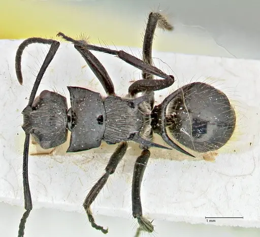 Polyrhachis coerulescens specimen FOCOL2927 image focol2927_1