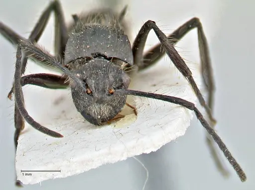 Polyrhachis coerulescens specimen FOCOL2927 image focol2927_2