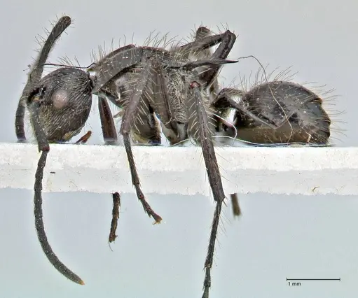 Polyrhachis coerulescens specimen FOCOL2927 image focol2927_3