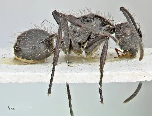 Polyrhachis coerulescens specimen FOCOL2927 image focol2927_4