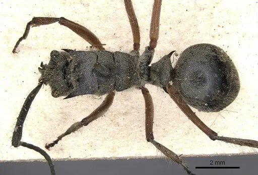Polyrhachis compressicornis specimen CASENT0901825 image casent0901825_1