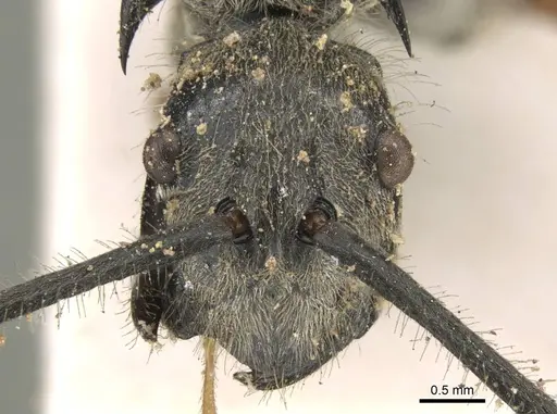 Polyrhachis compressicornis specimen CASENT0906803 image casent0906803_2