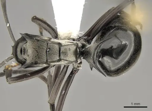 Polyrhachis concava specimen CASENT0281441 image casent0281441_1