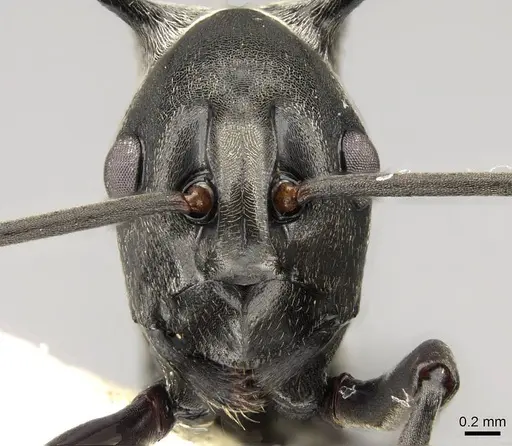 Polyrhachis concava specimen CASENT0281441 image casent0281441_2