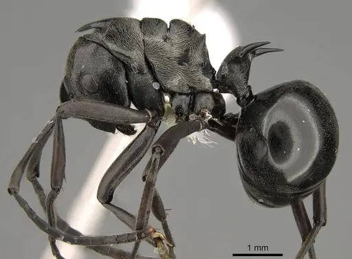Polyrhachis concava specimen CASENT0281441 image casent0281441_3