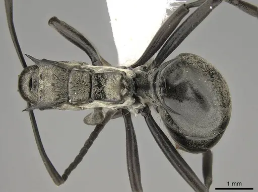 Polyrhachis concava specimen CASENT0281442 image casent0281442_1