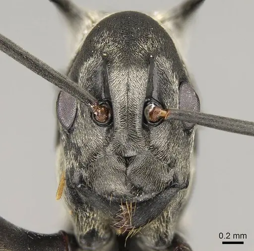 Polyrhachis concava specimen CASENT0281442 image casent0281442_2