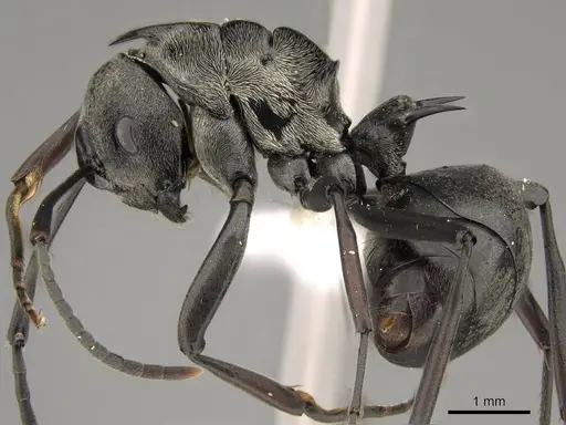 Polyrhachis concava specimen CASENT0281442 image casent0281442_3