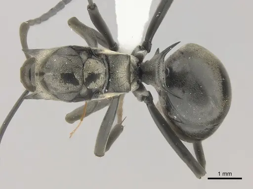 Polyrhachis concava specimen CASENT0415799 image casent0415799_1