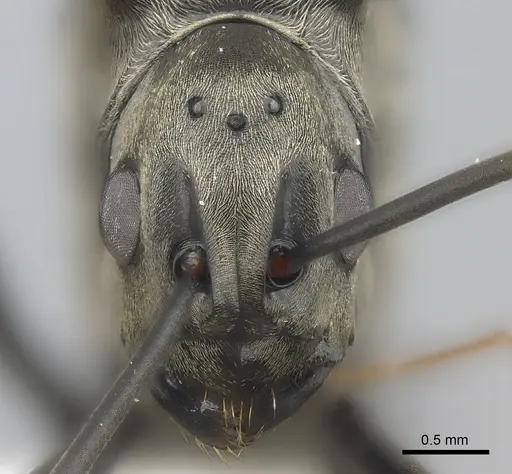 Polyrhachis concava specimen CASENT0415799 image casent0415799_2