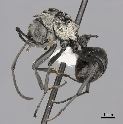 Polyrhachis concava specimen CASENT0415799 image casent0415799_3