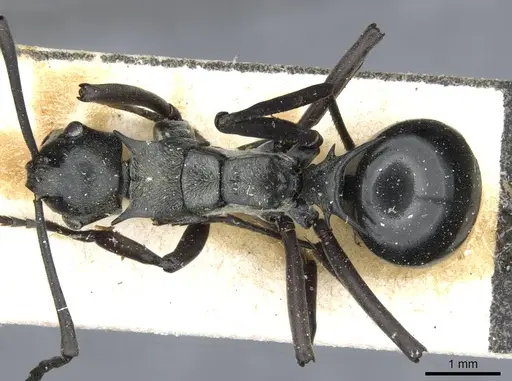 Polyrhachis concava specimen CASENT0910903 image casent0910903_1