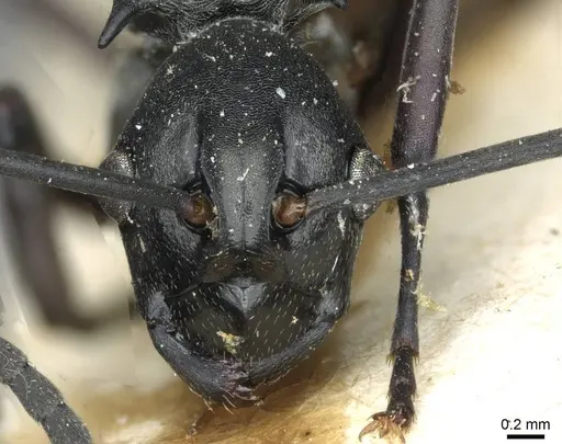 Polyrhachis concava specimen CASENT0910903 image casent0910903_2