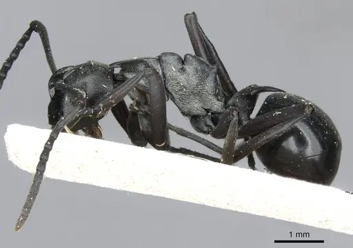 Polyrhachis concava specimen CASENT0910903 image casent0910903_3