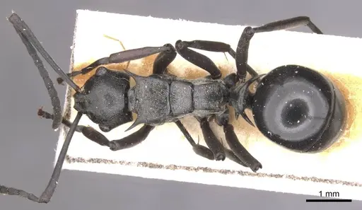 Polyrhachis concava specimen CASENT0913678 image casent0913678_1
