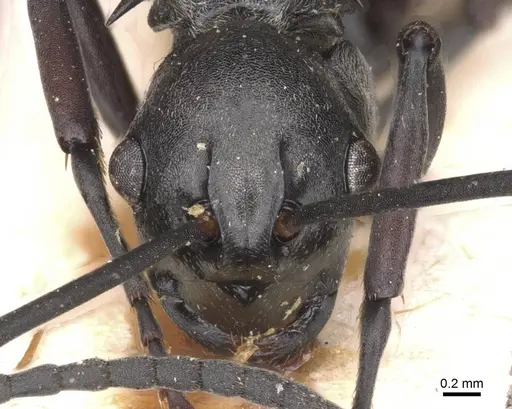 Polyrhachis concava specimen CASENT0913678 image casent0913678_2