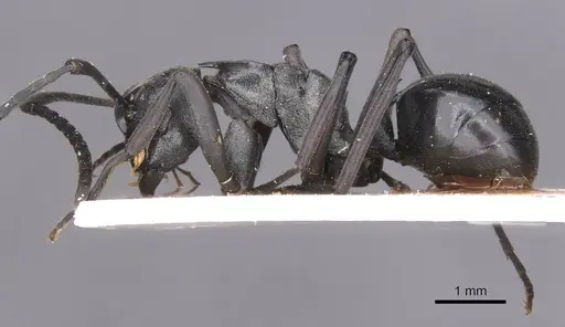 Polyrhachis concava specimen CASENT0913678 image casent0913678_3