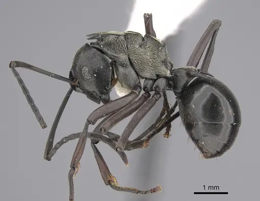 Polyrhachis concava specimen CASENT0923487 image casent0923487_1