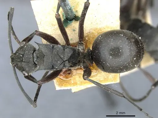 Polyrhachis conops specimen CASENT0910916 image casent0910916_1