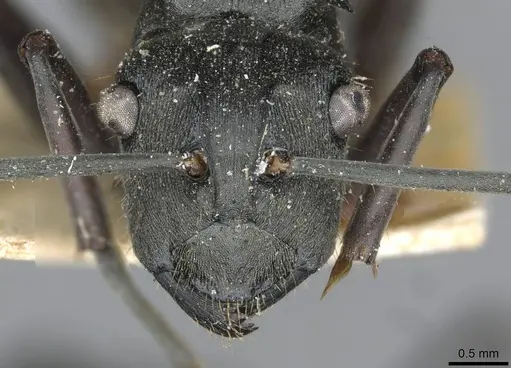 Polyrhachis conops specimen CASENT0910916 image casent0910916_2