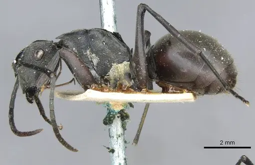 Polyrhachis conops specimen CASENT0910916 image casent0910916_3