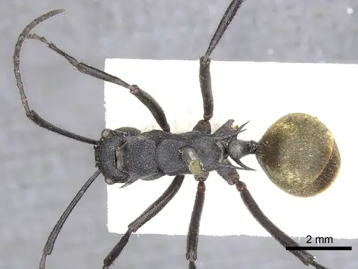 Polyrhachis consimilis specimen CASENT0903335 image casent0903335_1