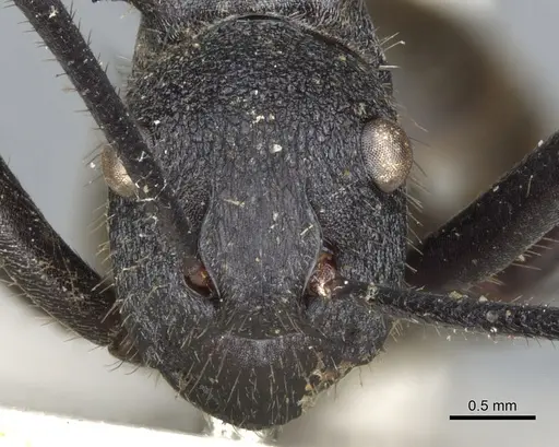 Polyrhachis consimilis specimen CASENT0903335 image casent0903335_2