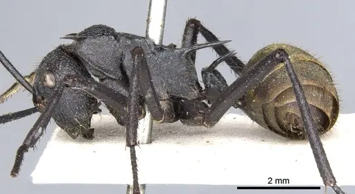 Polyrhachis consimilis specimen CASENT0903335 image casent0903335_3