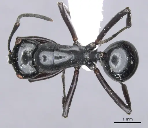 Polyrhachis conspicua specimen CASENT0903395 image casent0903395_1