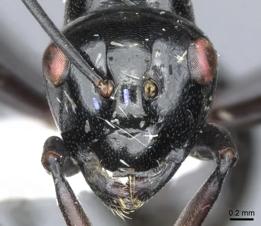 Polyrhachis conspicua specimen CASENT0903395 image casent0903395_2