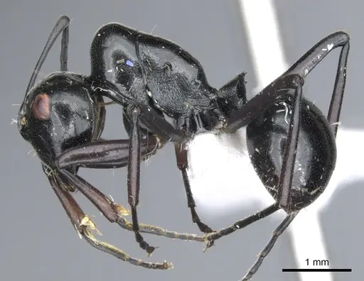 Polyrhachis conspicua specimen CASENT0903395 image casent0903395_3