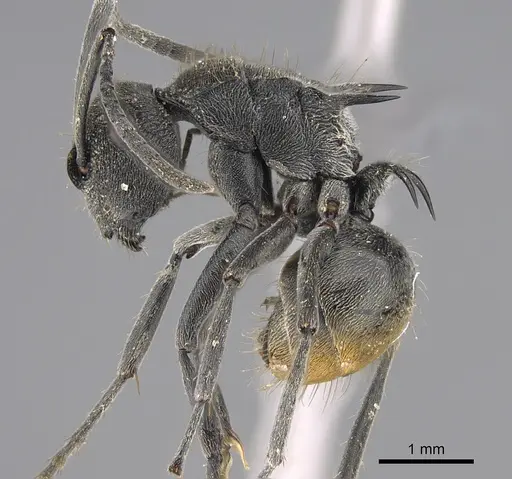 Polyrhachis constricta specimen CASENT0887791 image casent0887791_1
