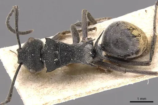 Polyrhachis constricta specimen CASENT0905584 image casent0905584_1