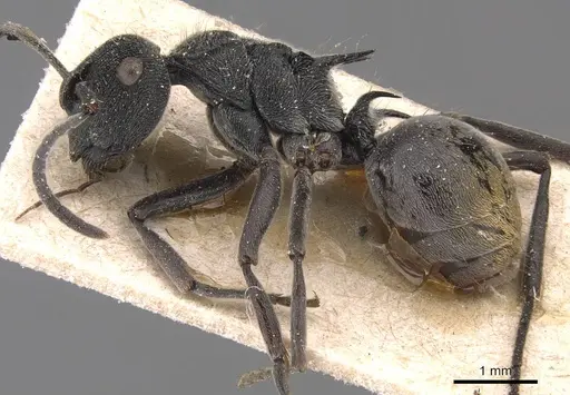 Polyrhachis constricta specimen CASENT0905584 image casent0905584_3