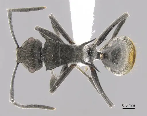 Polyrhachis constricta specimen CASENT0906751 image casent0906751_1